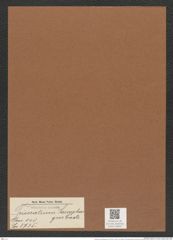 Triceratium sarcophagus Castr. (de-Toni-Nr.: Genus 140, Species 3735) Zeichnungen Sammlung Grunow Mappe 03840 (Herbarium_W_Grunow_drawings_Folder_03840)